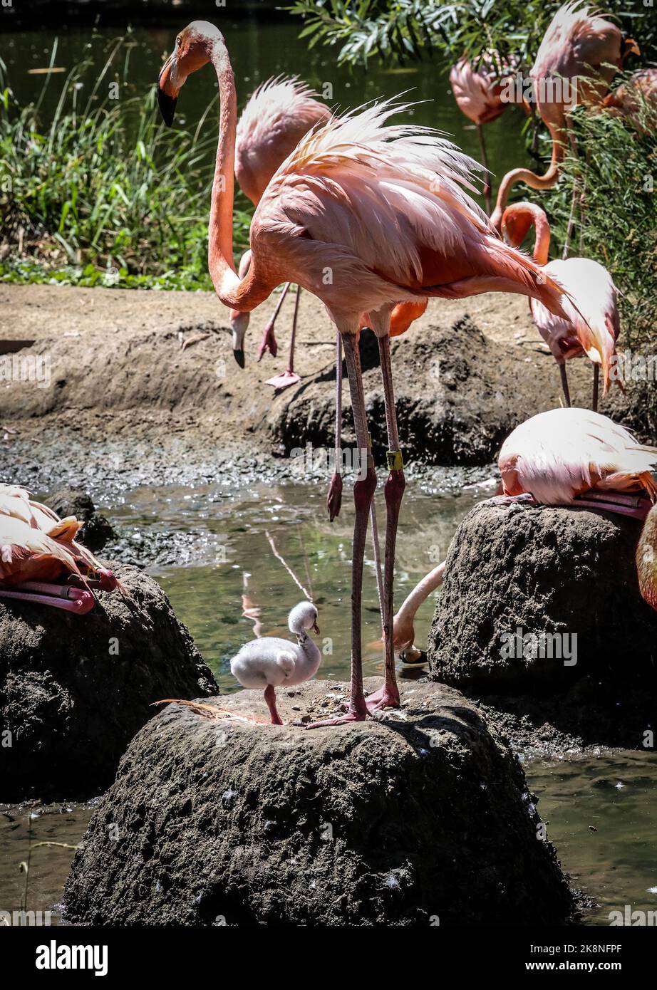 Eine Vertikale karibischer Flamingos, die auf Steinen stehen, mit einem Flamingo-Küken, das im Zoo von Sacramento gefangen wurde Stockfoto