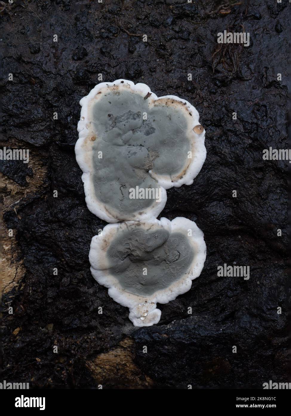 Kretzschmaria deusta aka spröde Schlackenpilz auf totem Holz. Makroökonomie in Großbritannien, Nahaufnahme. Stockfoto