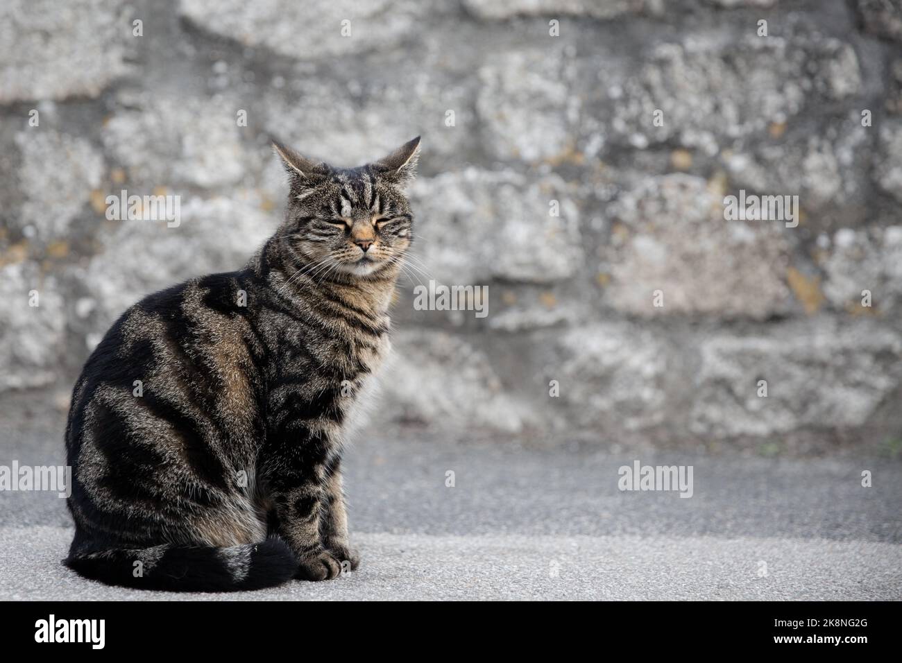 Eine müde und faule Tabby Katze, die mit geschlossenen Augen auf einer Stadtstraße sitzt Stockfoto