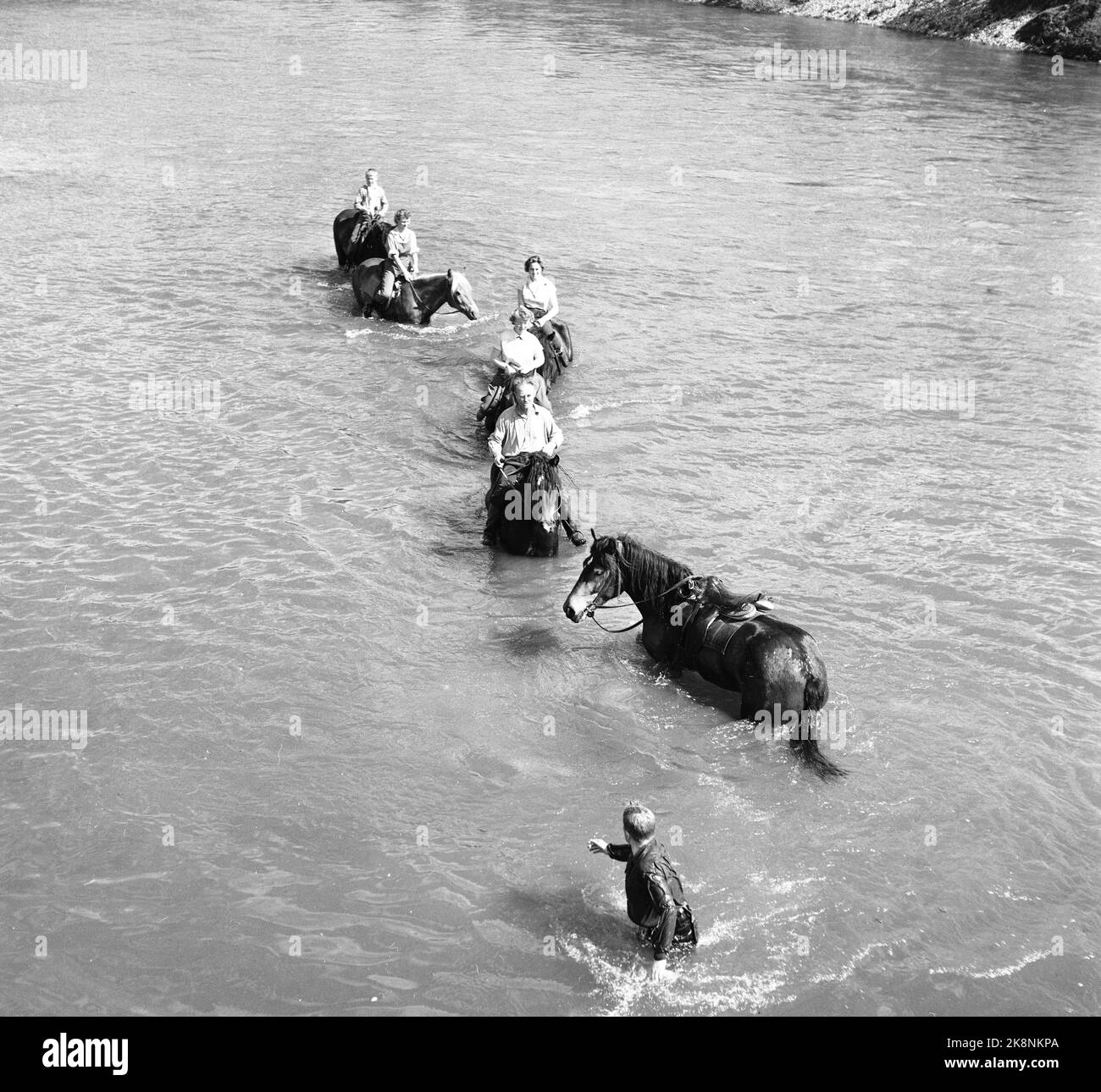 Hardangervidda 19560728 der Tourismusverband organisiert eine Reittour auf Hardangervidda für norwegische und englische Touristen, die noch nie zuvor auf einem Pferd gesessen haben. Die Pferde balancierten gleichmäßig und ruhig über den Flüssen, und einiges davon war nicht ihre Schuld. Das Wasser war nicht ideal zum Schwimmen, die Temperatur lag unter 0. Foto; Aage Storløkken / Aktuell / NTB Stockfoto