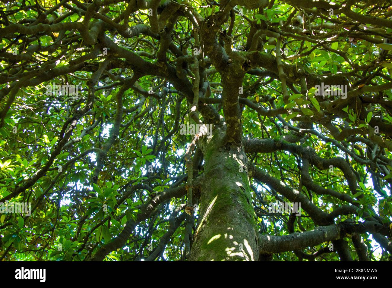 Pinienbaum Rinde und Körper Hintergrund, Nahaufnahme, schöner Baum Hintergrund Stockfoto