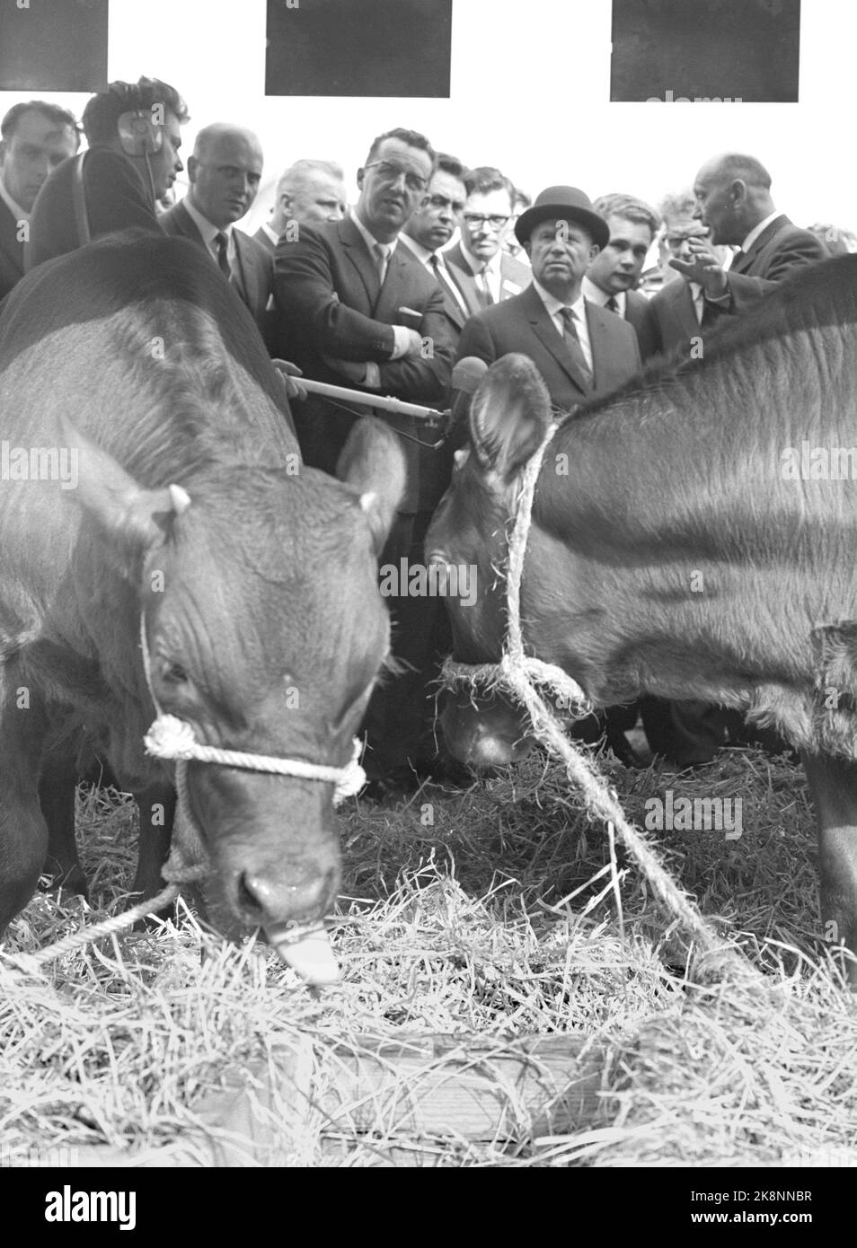 Fünen, Dänemark 19640627. Der sowjetische Führer Nikita Chruschtschow zu einem offiziellen Besuch in Dänemark. Chruschtschow (t.h.) mit Hut interessierte sich sehr für die Höfe auf Fünen. Agrarprobleme waren eines der Hauptthemen der Gespräche mit Premierminister Krag. Die dänischen Premium-Kälber von Bellahøj nahmen den Besuch von Sellebre mit großer Ruhe in Anspruch. Foto: Current / NTB Stockfoto