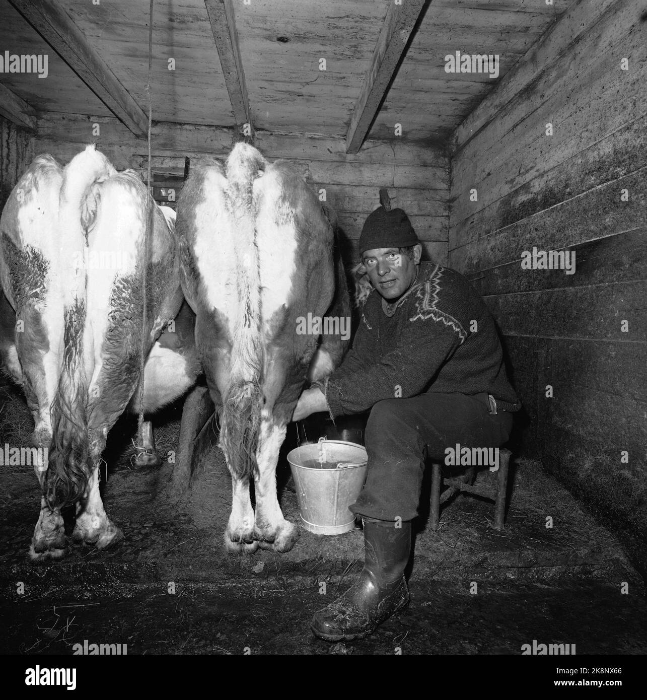 Argehovd nördlich von Møsvatn, Hardangervidda. März 1966. Åsmund Løvås (84) lebt und betreibt mit seinen beiden Söhnen den Hof Argehovd weit in Hardangervidda. Jagd und Fallenlassen gehören zu ihrem Alltag. Hier ist Sohn Ragnvald, der in der Scheune ist und eine Kuh melkt. Melken Foto: Aage Storløkken / Aktuell / NTB Stockfoto