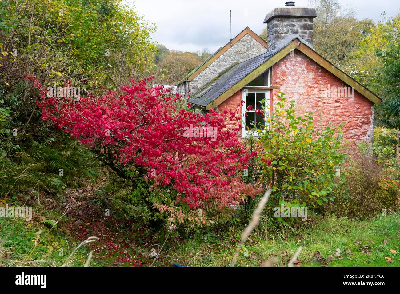 Eunnamensy alatus rot blättert Flügel Spindel oder Feuer Busch außerhalb rosa Landhaus Haus im Herbst ländlichen Carmarthenshire Wales UK KATHY DEWITT Stockfoto