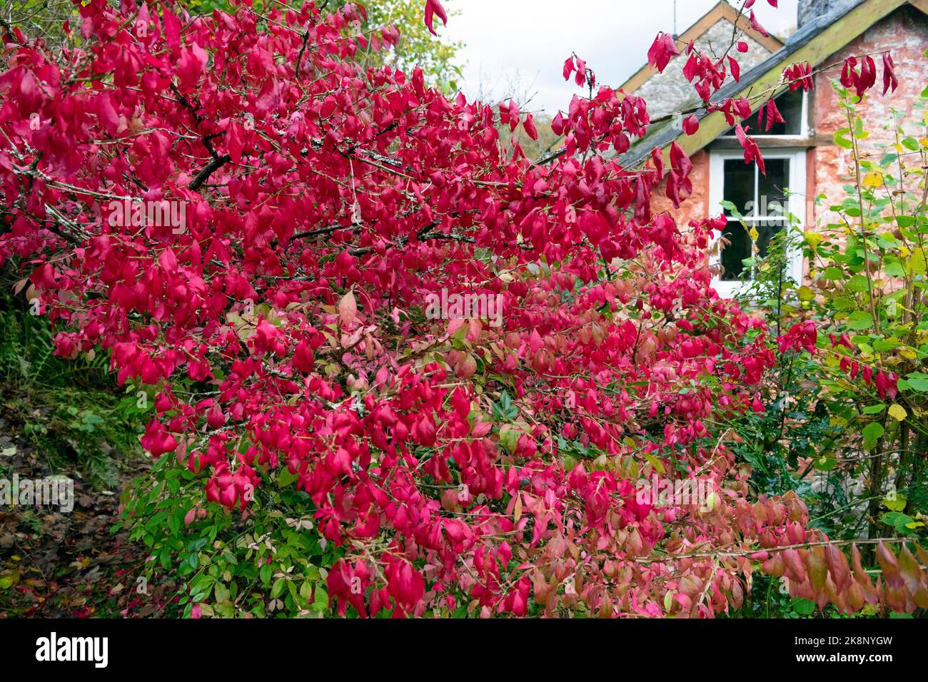 Eunnamensy alatus rot blättert Flügel Spindel oder Feuer Busch außerhalb rosa Landhaus Haus im Herbst ländlichen Carmarthenshire Wales UK KATHY DEWITT Stockfoto