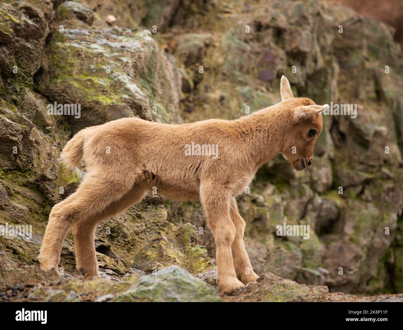 Lamm der barbaren Schafe (Ammotragus lervia) Stockfoto