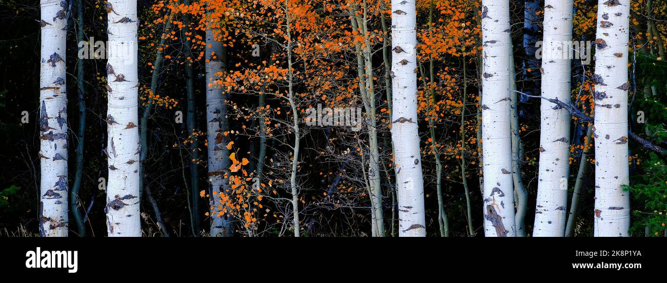 Aspen Geburt Bäume im Herbst mit weißen Stämmen Details von Laubwald Stockfoto