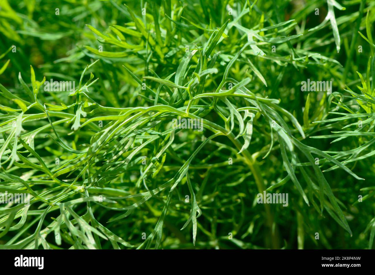 Nahaufnahme der frischen grünen Dillblätter (Anethum graveolens) - ein jährlich aromatisches kulinarisches Kraut. Auch Dillunkraut und Dillunkraut genannt. Stockfoto