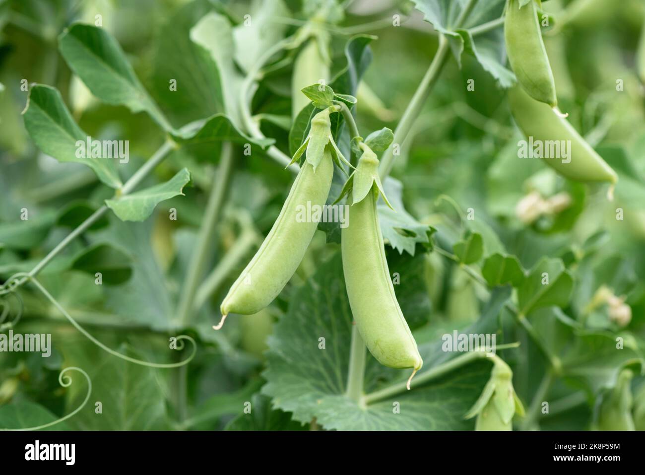 Reife Zuckererbsen oder Erbsen (Pisum sativum 'Macrocarpon Group'), die auf einem Spalier in einem Gemüsegarten wachsen Stockfoto