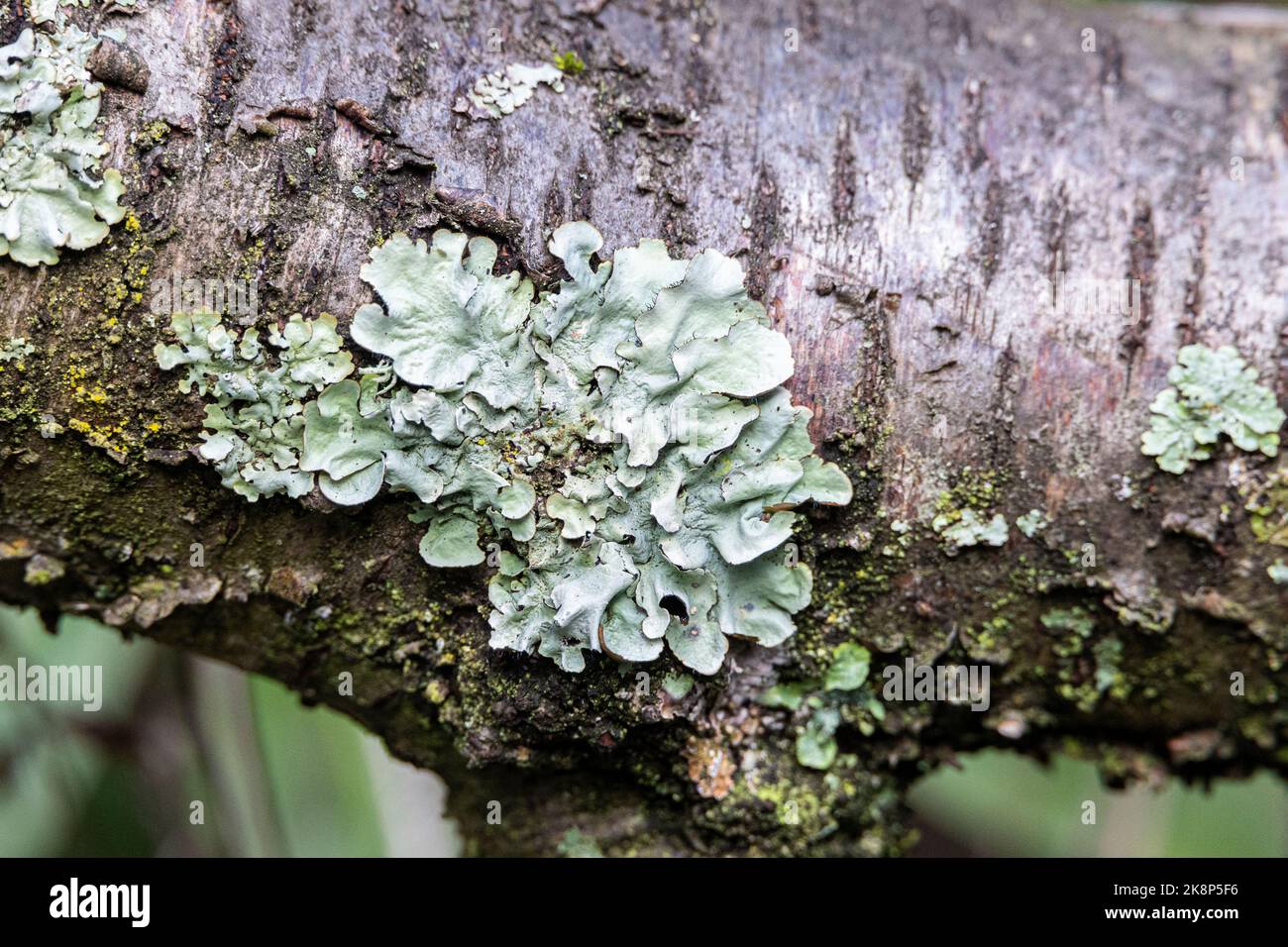 Gewöhnlicher Schutzschild Lichen Stockfoto