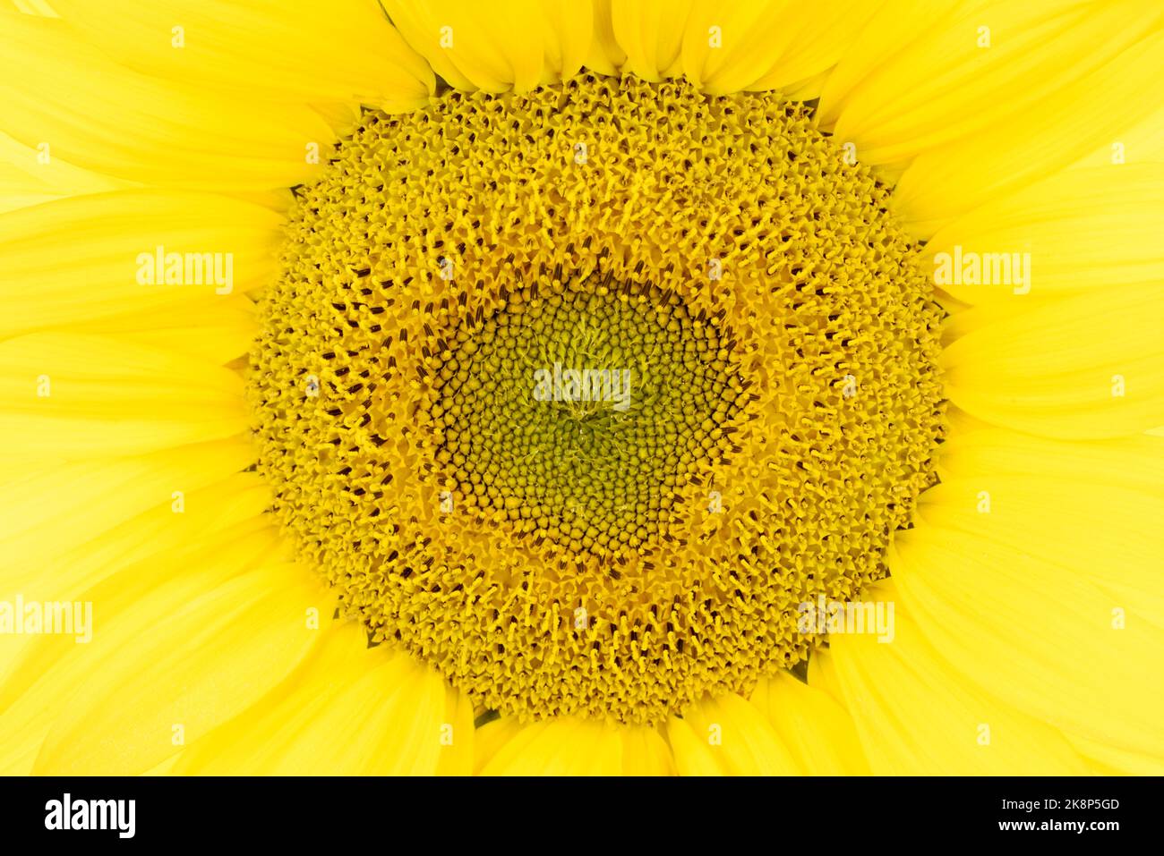 Nahaufnahme eines Sonnenblumens 'Giant Single', Helianthus annuus, Blütenkopf Stockfoto