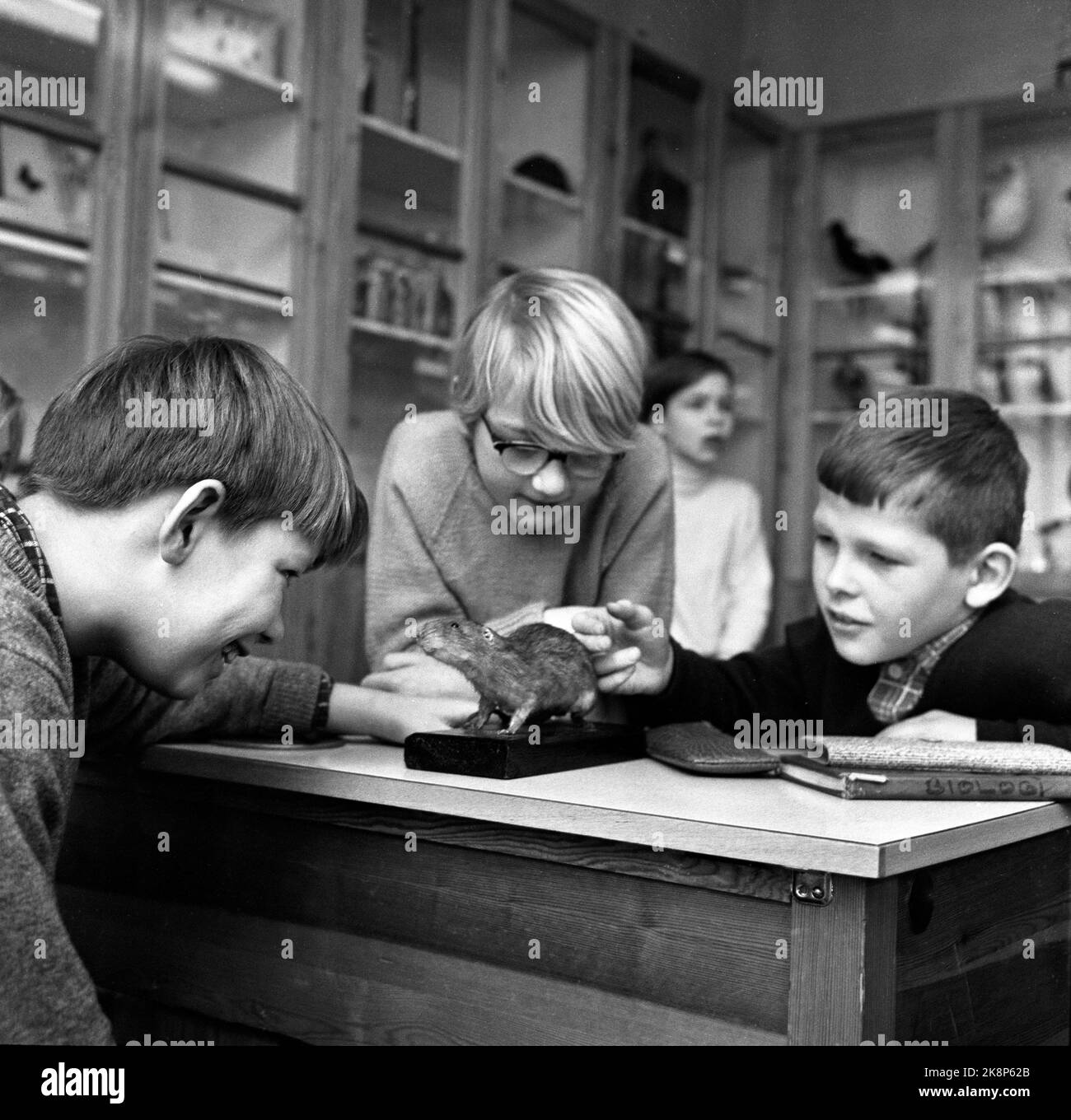 Oslo 196601. Naturwissenschaft an der Marienlyst Schule. Schüler sehen sich ein Stofftier an. Foto: Arild Hordnes / Henrik Laurvik / NTB Stockfoto