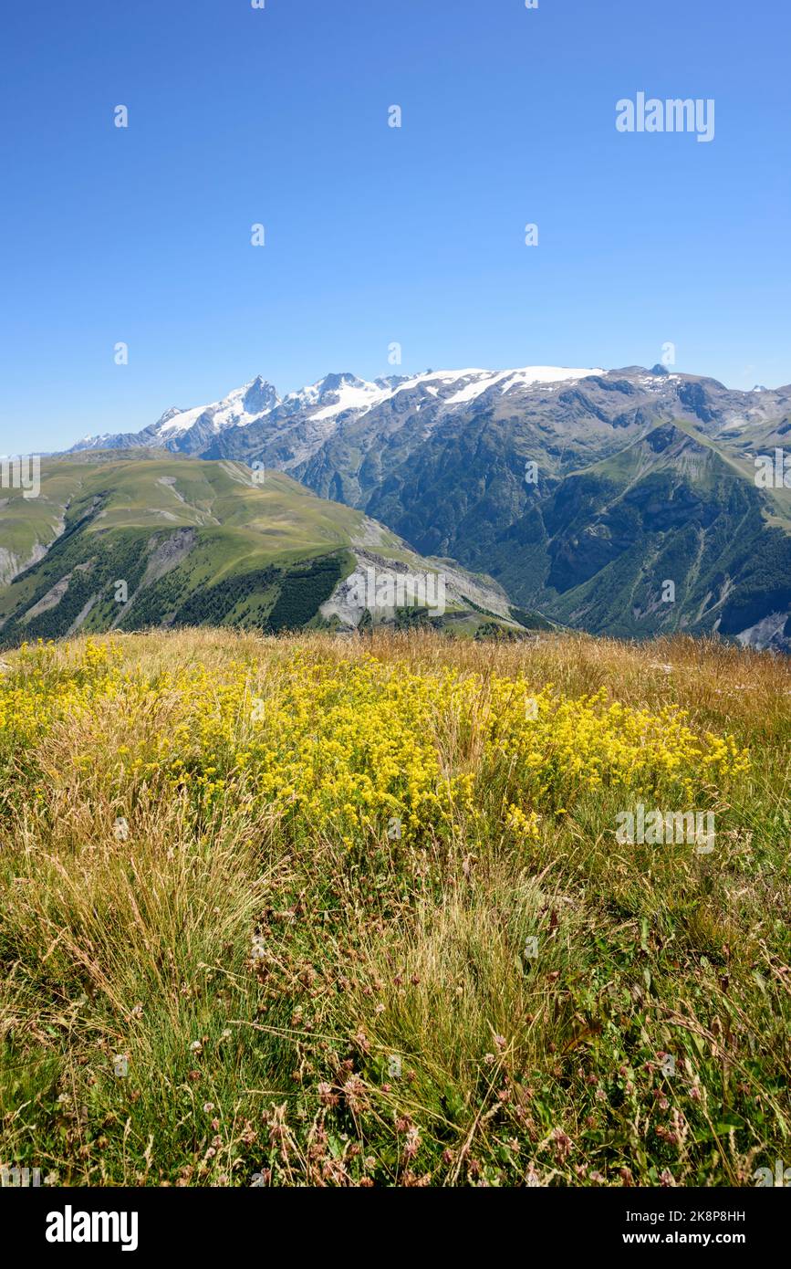 Der berühmte Gletscher La Meije im Sommer mit Blumen im Vordergrund, Alpen, Frankreich Stockfoto