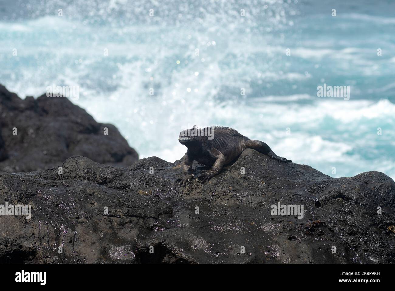 Nahaufnahme eines schwarzen Marine-Leguans an einer felsigen Küste Stockfoto