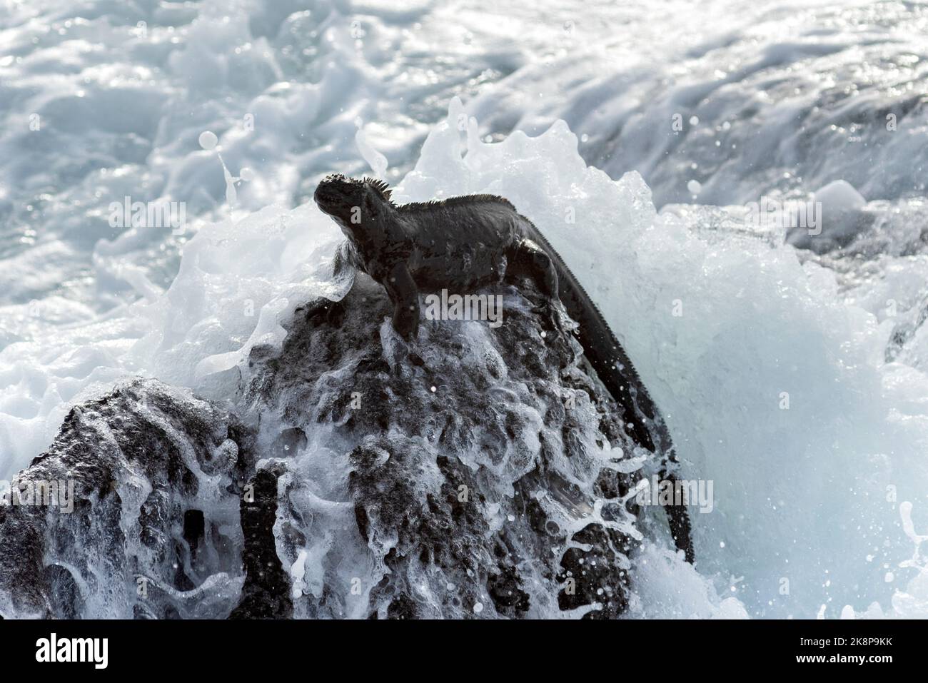 Eine Nahaufnahme eines schwarzen Marine-Leguans an einer felsigen Küste, die von Wellen bespritzt wird Stockfoto
