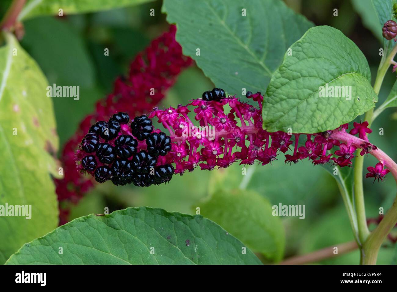 Purpurrote Fruchtbeeren von indischen Pokeweed phintolacca acinosa Stockfoto