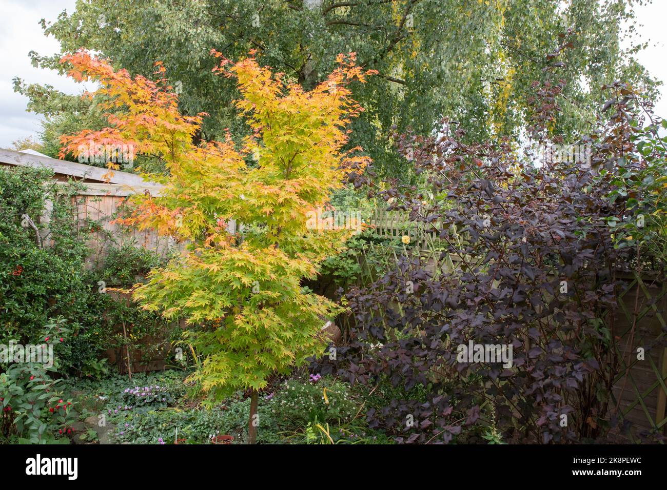 Acer palmatum Sango-kaku im Herbst Stockfoto