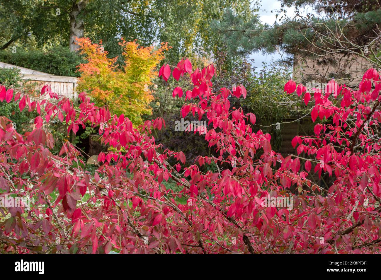 Herbstliche Farbe in unserem Garten, Euonymus alatus und Korallenrindenahorn. „Sango-kaku“ Stockfoto