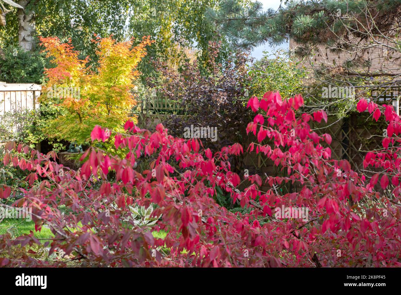 Herbstliche Farbe in unserem Garten, Euonymus alatus und Korallenrindenahorn. „Sango-kaku“ Stockfoto