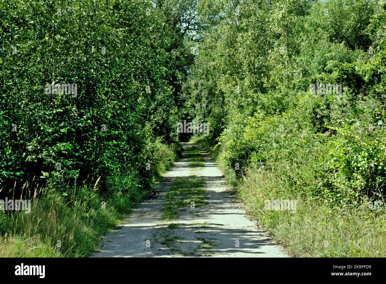 Ein enger langer Weg in einem Park, der von Bäumen umgeben ist Stockfoto