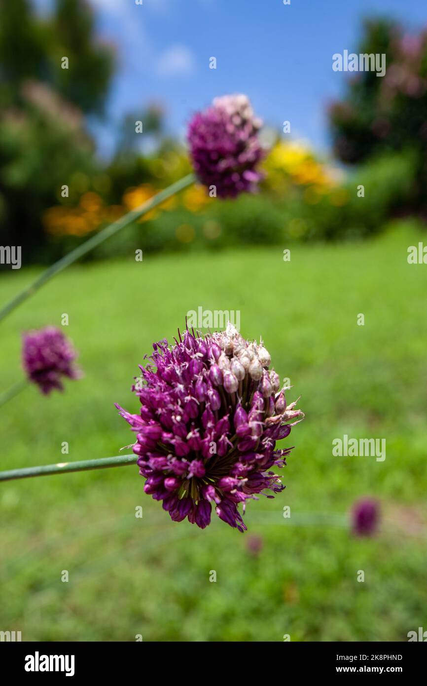 Eine vertikale Aufnahme von Allium sphaerocephalon Stockfoto