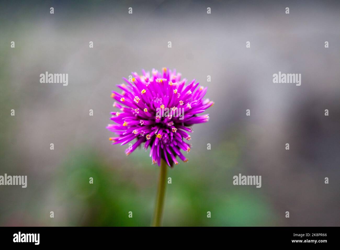 Eine isolierte Aufnahme einer lila Allium Spaerocephalon Blume Stockfoto