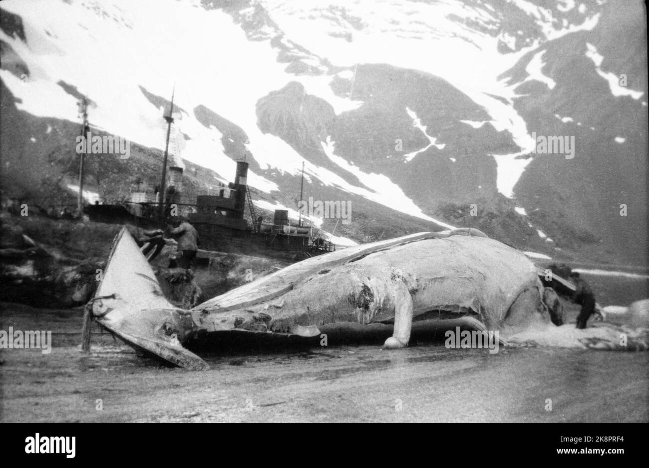 1930s: Walfang in Südgeorgien 70 FPTS Blaahval während der Planarbeiten Leith Harbour in Südgeorgien. Plan ist groß wie ein Fußballrennen und Schrauben den ganzen Weg ins Meer. Der Wal wird an Land mit kraftvollem Draht und Winder gezogen '(Text im Umschlag) Foto: NTB. Stockfoto