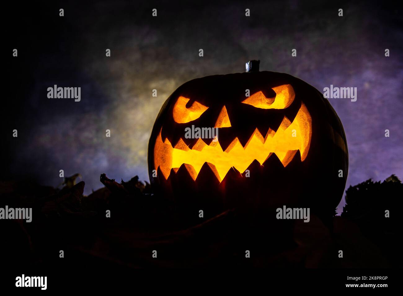 Beleuchtete halloween Kürbis Laterne im Schatten mit violettem Hintergrund Stockfoto