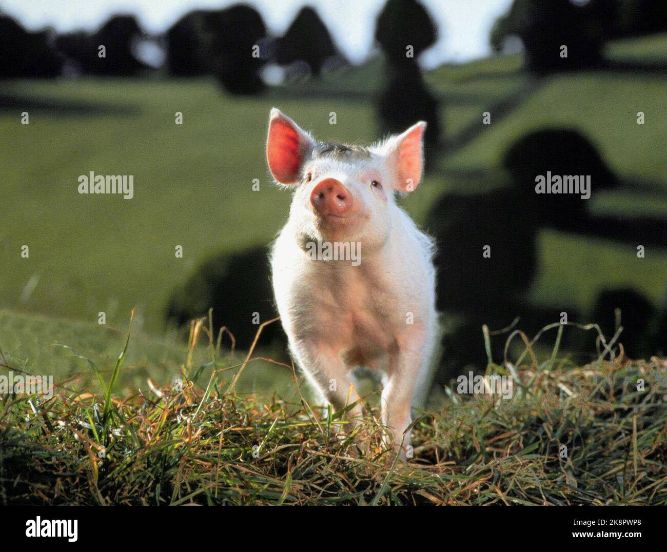 Babe 1995 Stockfoto