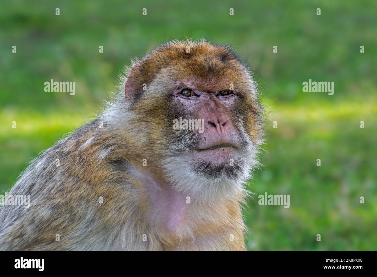 Makaken / Affen / magot (Macaca sylvanus) aus dem Atlasgebirge von Algerien, Libyen, Tunesien und Marokko Stockfoto