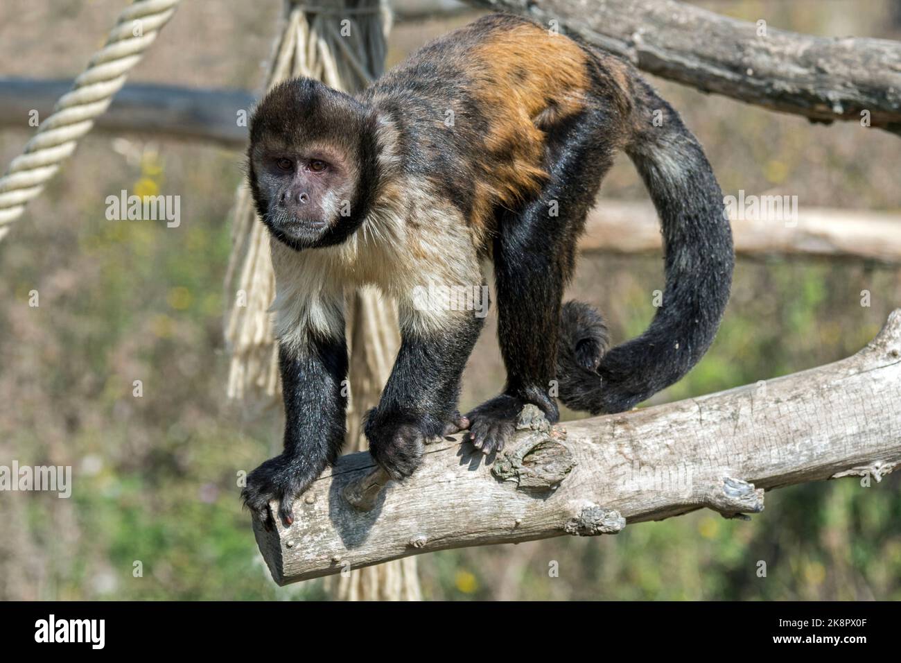 Goldbauchkaputschin / Gelbbrustkaputschin / Buffkopfkaputschin (Sapajus xanthosternos), ein in Brasilien im Zoo heimischer New World-Affe Stockfoto