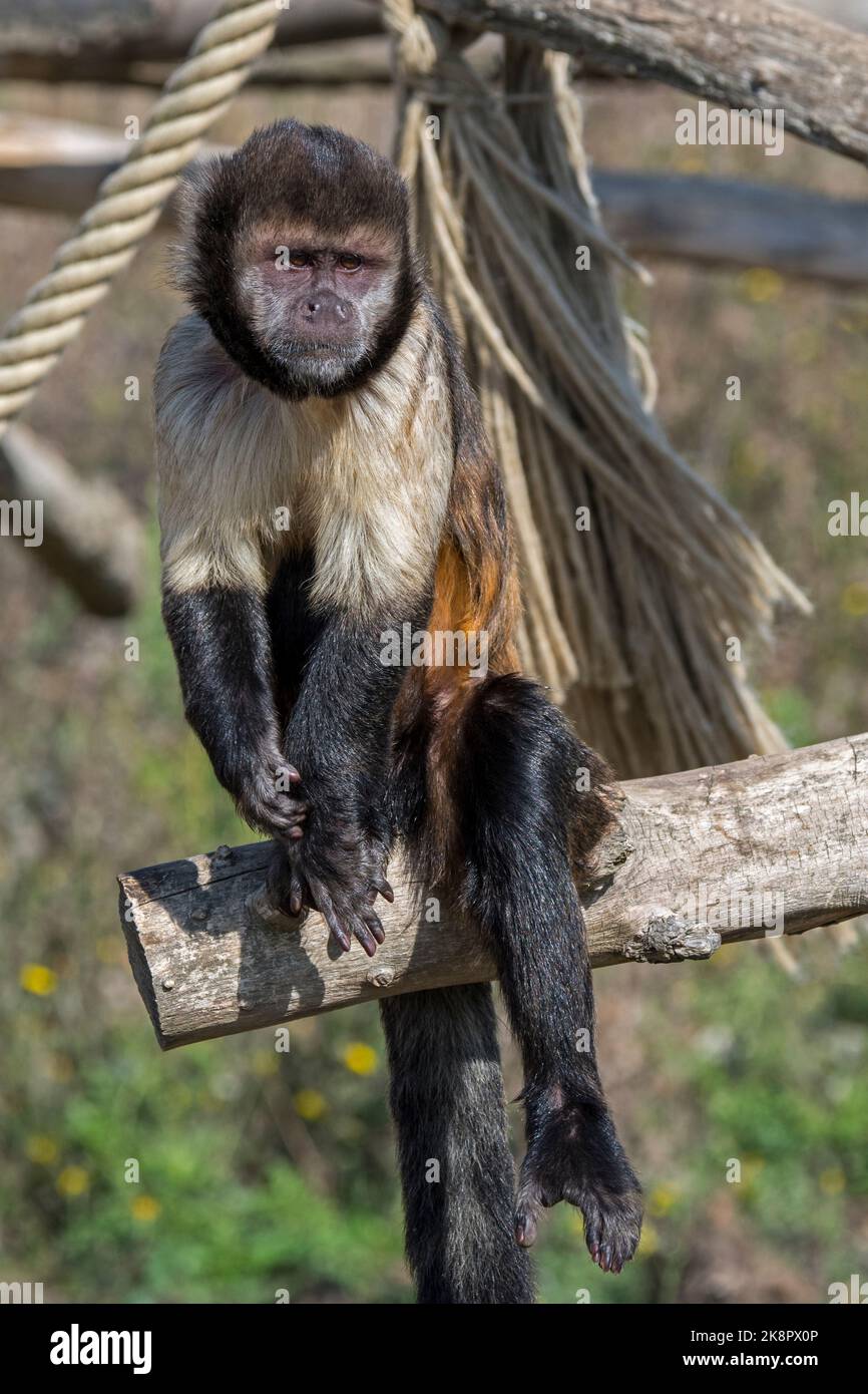 Goldbauchkaputschin / Gelbbrustkaputschin / Buffkopfkaputschin (Sapajus xanthosternos), ein in Brasilien im Zoo heimischer New World-Affe Stockfoto