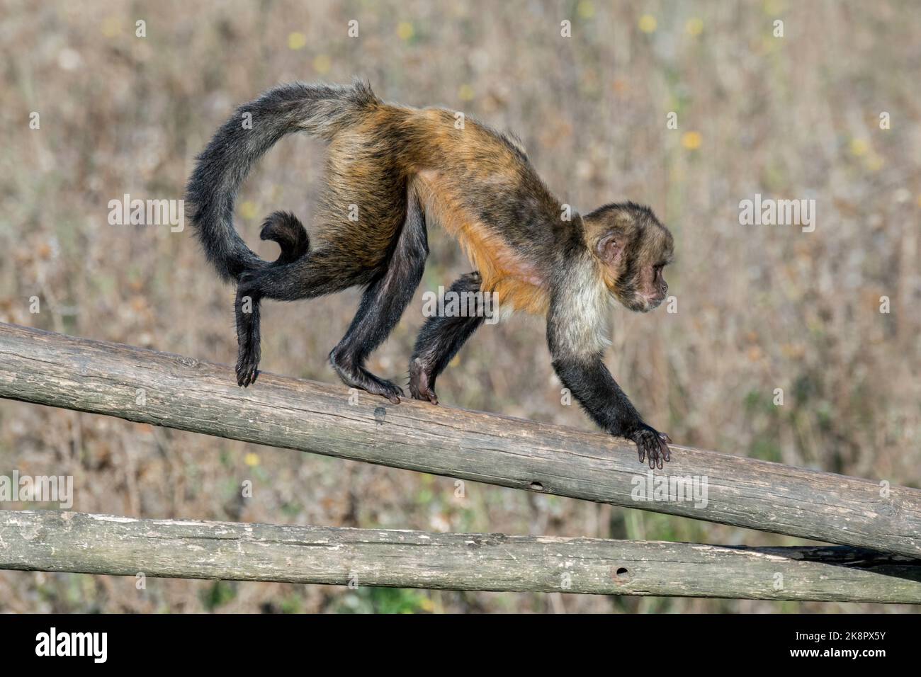 Goldbauchkaputschin / Gelbbrustkaputschin / Buffkopfkaputschin (Sapajus xanthosternos), ein in Brasilien im Zoo heimischer New World-Affe Stockfoto