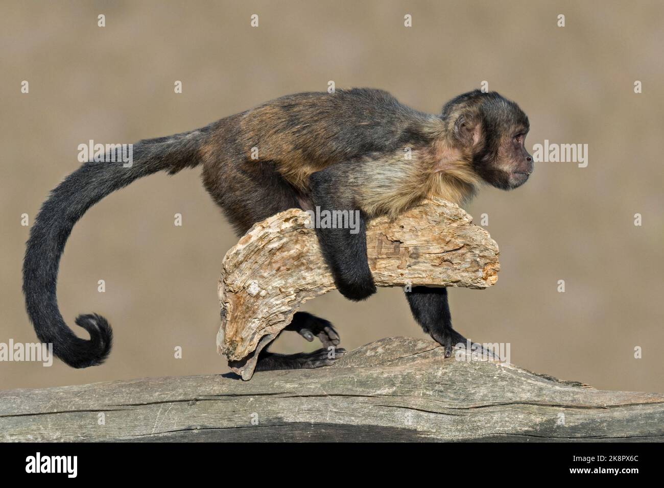 Goldbauchkaputschin / Gelbbrustkaputschin / Buffkopfkaputschin (Sapajus xanthosternos)-Affe, der ein Stück Holz zum Zerkleinern von Nahrung verwendet Stockfoto