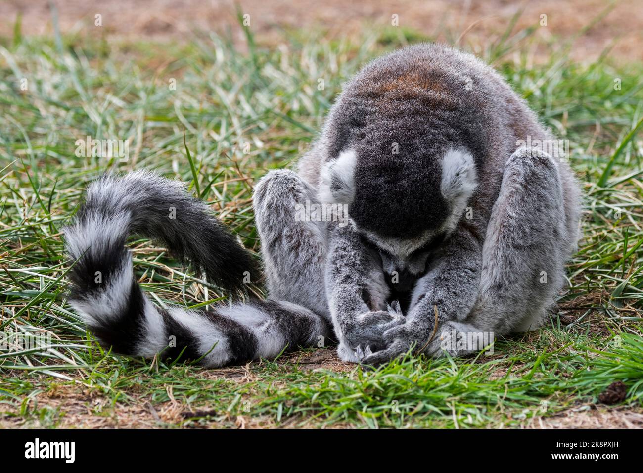 Ringschwanzmaki (Lemur catta) bei einem Nickerchen auf dem Boden im Zoo, dem gefährdeten Primaten, der endemisch auf der Insel Madagaskar, Afrika, ist Stockfoto