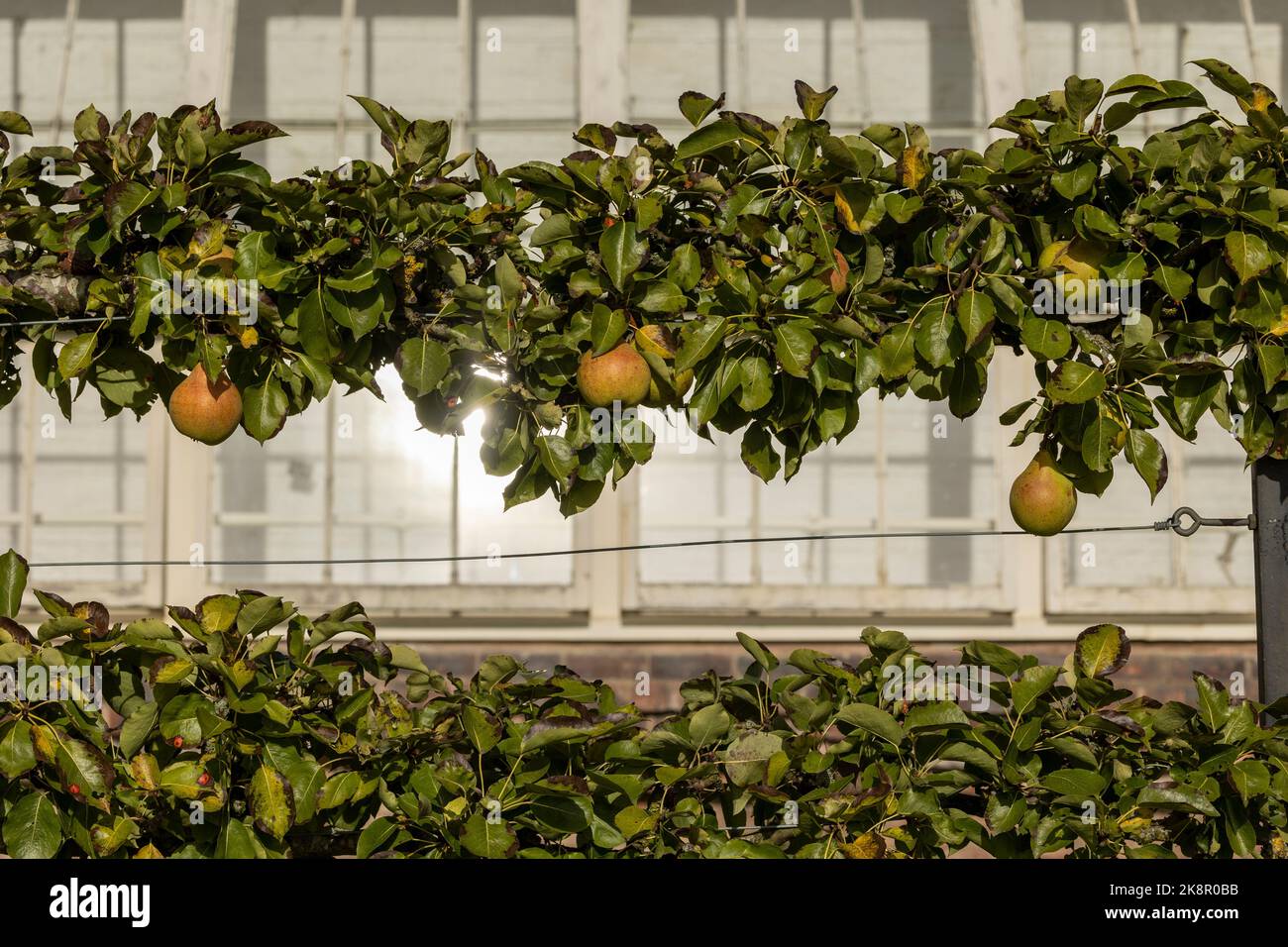 Kultivierte reife Birnen auf einem Baum aus nächster Nähe. Birnenernte Stockfoto