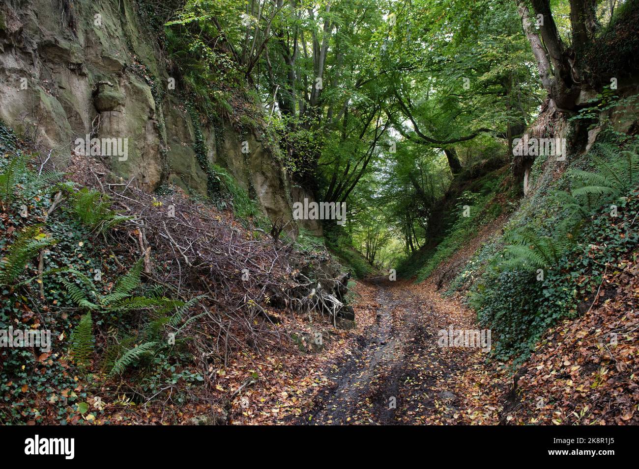 Folly Wood Holloway, Urchfont, Wiltshire, England, Großbritannien Stockfoto