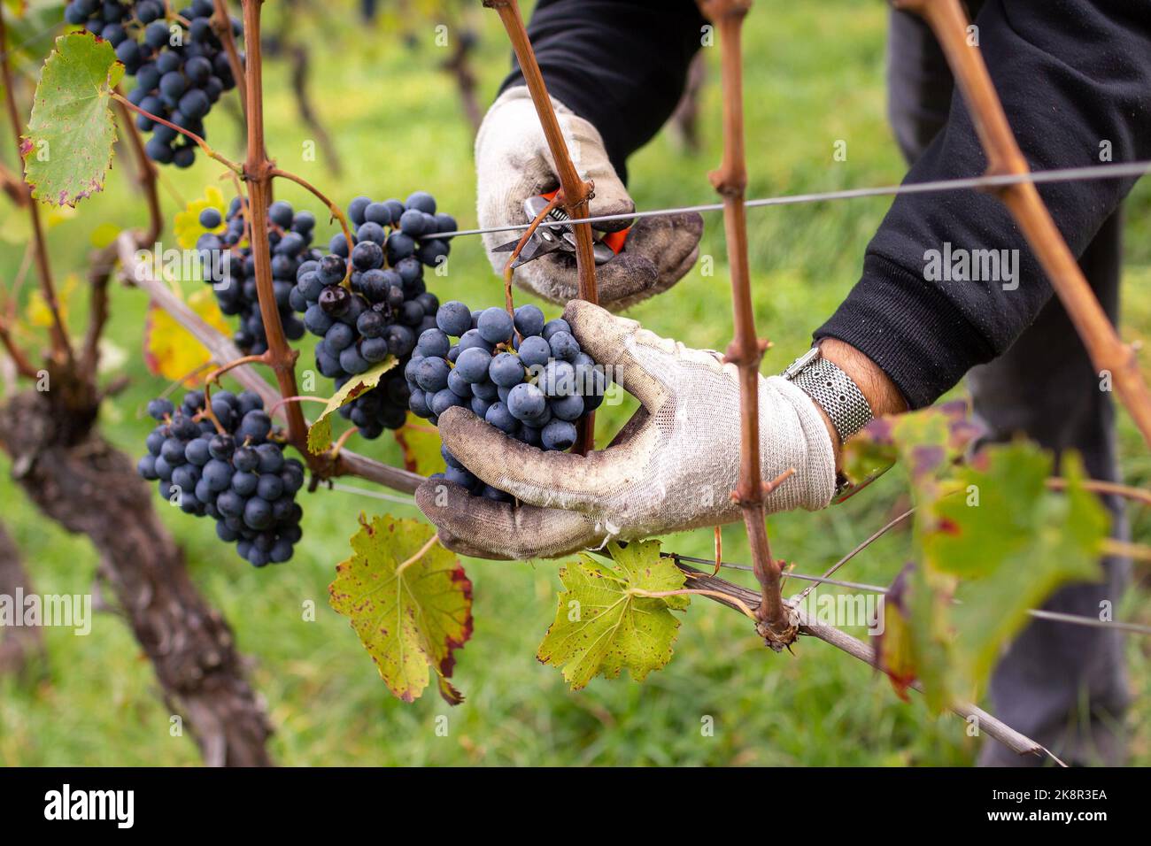 Bauernhofarbeiter pflücken von Hand Bio-Lagrein-Trauben, eine
