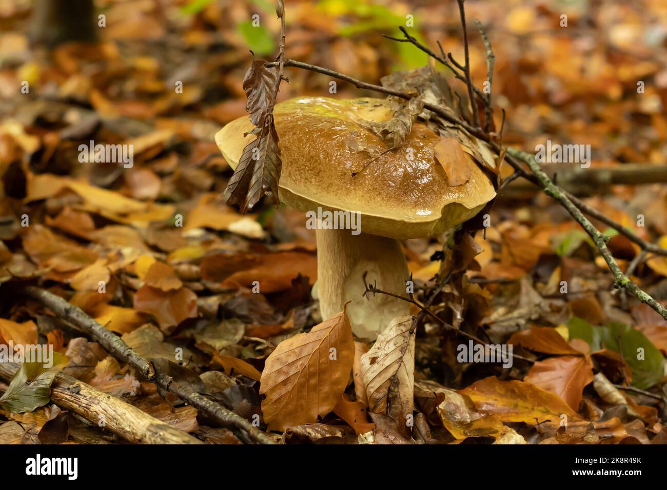 Junger Steinpilz nach Regen im Herbst im Wald Stockfoto