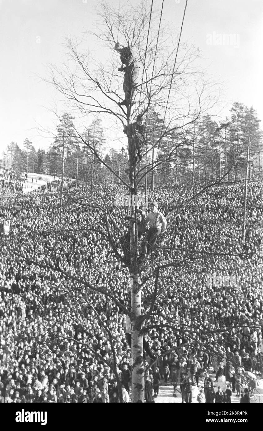 Holmenkollen, Oslo 19500318. Springen in Holmenkollbakken. Der Wind wehte das gesamte Holmenkollrennet weg, aber nach drei Stunden Verschiebung beruhigte er sich. 90.000 Zuschauer waren auf den Tribünen und in Sletta anwesend. Hier sehen wir einige Jungen, die einen schönen Aussichtsplatz am Baum gefunden haben. Foto: Sverre A. Børretzen / Aktuell / NTB Stockfoto