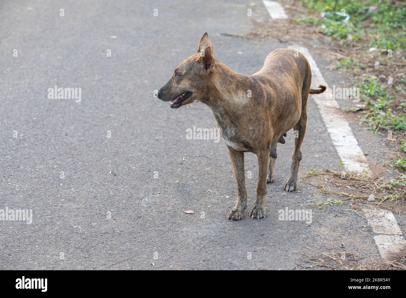 Der indische Pariah-Hund, auch bekannt als der indische einheimische Hund. Stockfoto