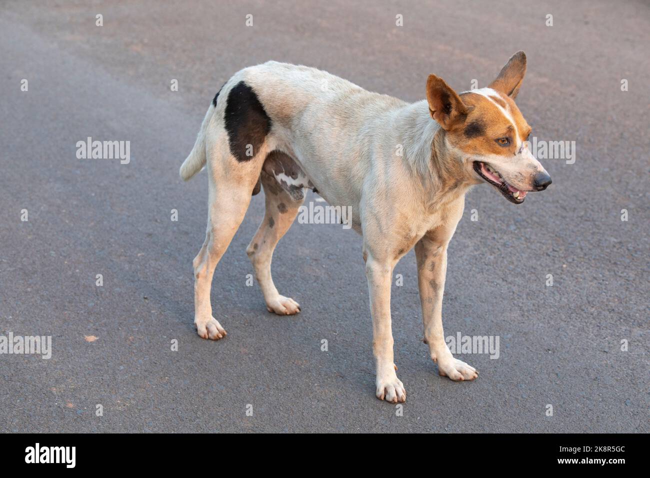Der indische Pariah-Hund, auch bekannt als der indische einheimische Hund. Stockfoto