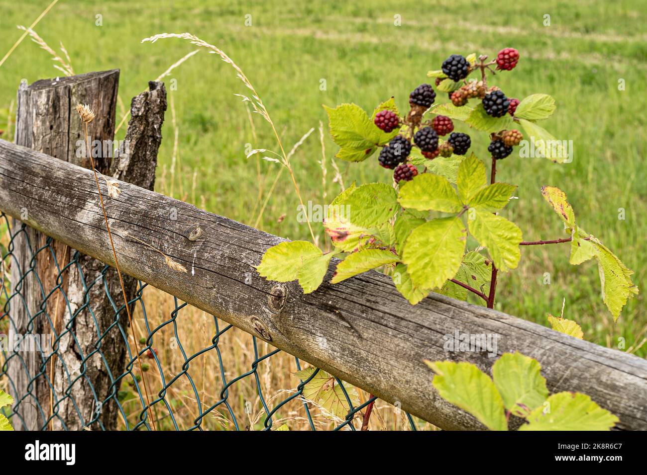 Der Blick auf eine wilde Brombeerpflanze, die am Zaun vor dem Feld wächst  Stockfotografie - Alamy