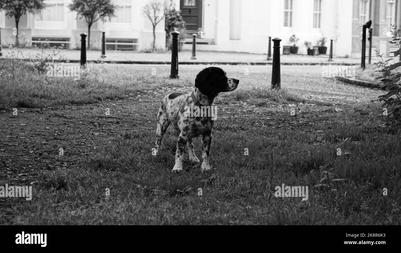 Eine Graustufe eines englischen Setters (Canis lupus familiaris) Welpen, der zur Seite schaut Stockfoto