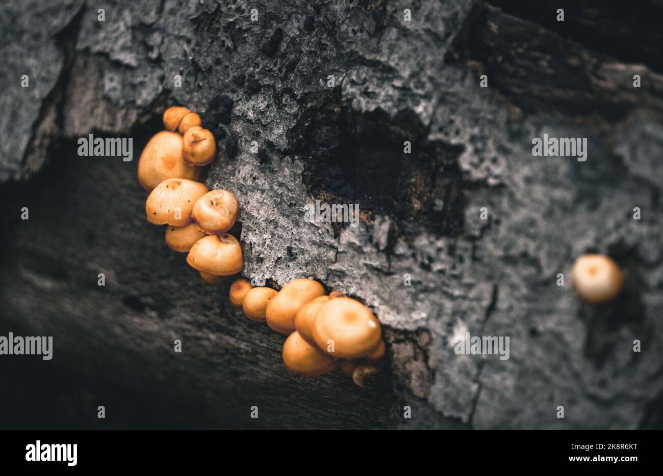 Landschaft aus Pilzen, die auf einer Wanderung in Stowe, Vermont, geschossen wurden Stockfoto