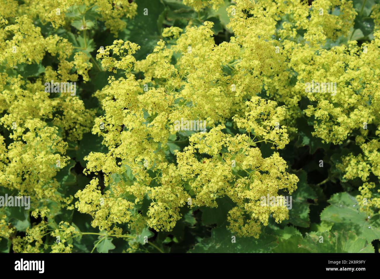 Lady's Mantel (Alchemilla mollis) Blumen und Blätter. Stockfoto