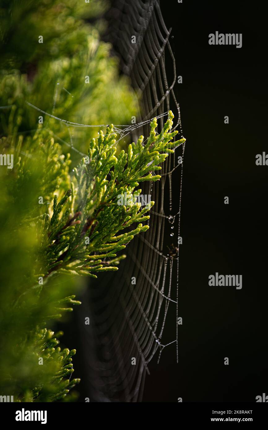 Spinnennetz auf Thuja mit Morgentau bedeckt. Stockfoto