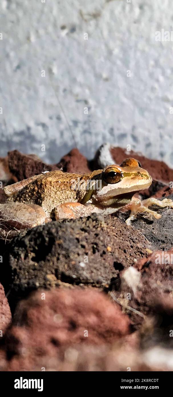 Eine vertikale Aufnahme eines orangefarbenen, agilen Frosches auf Felsen Stockfoto