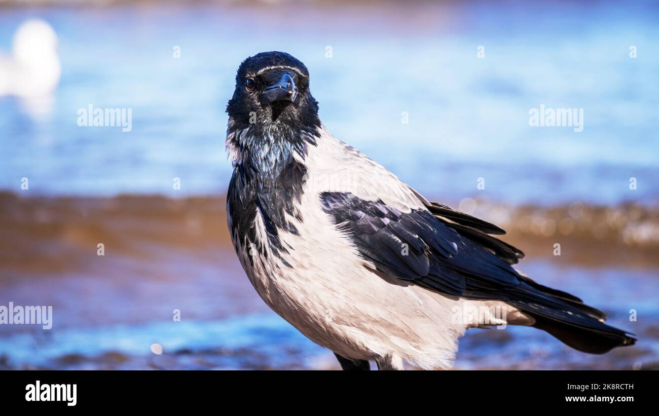 Eine schwarze Krähe, die neben dem Wasser auf dem Meersand steht Stockfoto