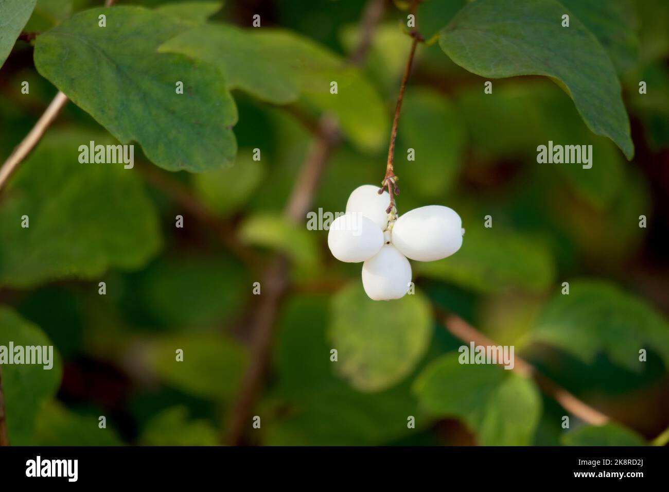 Vier kleine, weiß blühende Blüten in einem grünen Busch Stockfoto